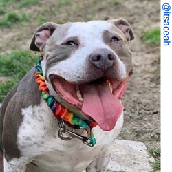 Pit bull dog, rainbow only leash, tie dye only leash, Short bungee leash, agility leash, bungee training leash, short training leash, short leash for dog training, dog leash with loop, traffic leash, bungee loop, loop leash , leash handle, tab dog leash,