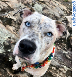 Aussie dog, maroon only leash, Pit bull dog, blue eye dog, rainbow only leash, rainbow tie dye only leash, Short bungee leash, agility leash, bungee training leash, short training leash, short leash for dog training, dog leash with loop, traffic leash, b