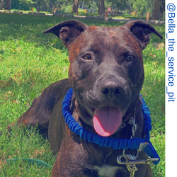 Brown pit bull dog, blue only leash, leash, Short bungee leash, agility leash, bungee training leash, short training leash, short leash for dog training, dog leash with loop, traffic leash, bungee loop, loop leash , leash handle, tab dog leash, short lea