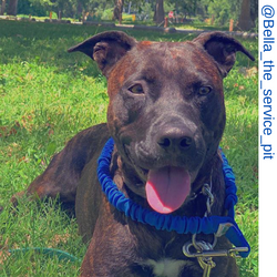 Brown pit bull dog, blue only leash, leash,  Short bungee leash, agility leash, bungee training leash, short training leash, short leash for dog training, dog leash with loop, traffic leash, bungee loop, loop leash , leash handle, tab dog leash, short lea