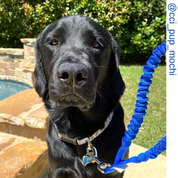 Black dog, black retriever , blue only leash , Short bungee leash, agility leash, bungee training leash, short training leash, short leash for dog training, dog leash with loop, traffic leash, bungee loop, loop leash , leash handle, tab dog leash, short