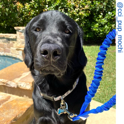 Black dog, black retriever ,  blue only leash ,  Short bungee leash, agility leash, bungee training leash, short training leash, short leash for dog training, dog leash with loop, traffic leash, bungee loop, loop leash , leash handle, tab dog leash, short