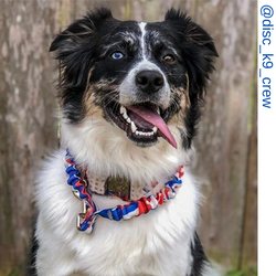 Aussie dog, maroon only leash, Pit bull dog, blue eye dog, rainbow only leash, rainbow tie dye only leash, Border collie dog, Aussie dog, America camo only leash, red white and blue leash, red white and blue only leash, patriot leash, Short bungee leash,