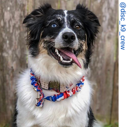 Aussie dog, maroon only leash, Pit bull dog, blue eye dog, rainbow only leash, rainbow tie dye only leash,  Border collie dog, Aussie dog, America camo only leash, red white and blue leash, red white and blue only leash, patriot leash, Short bungee leash,