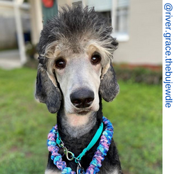 poodle dog, berry tie dye only leash, Short bungee leash, agility leash, bungee training leash, short training leash, short leash for dog training, dog leash with loop, traffic leash, bungee loop, loop leash , leash handle, tab dog leash, short leash han