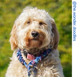Golden doodle dog, berry only leash, only leash, leash, Short bungee leash, agility leash, bungee training leash, short training leash, short leash for dog training, dog leash with loop, traffic leash, bungee loop, loop leash , leash handle, tab dog leas