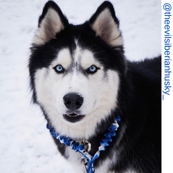 Husky dog, wolf dog, blue camo only leash, blue only leash, Short bungee leash, agility leash, bungee training leash, short training leash, short leash for dog training, dog leash with loop, traffic leash, bungee loop, loop leash , leash handle, tab dog
