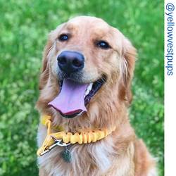 Golden retriever, yellow only leash, Short bungee leash, agility leash, bungee training leash, short training leash, short leash for dog training, dog leash with loop, traffic leash, bungee loop, loop leash , leash handle, tab dog leash, short leash handl