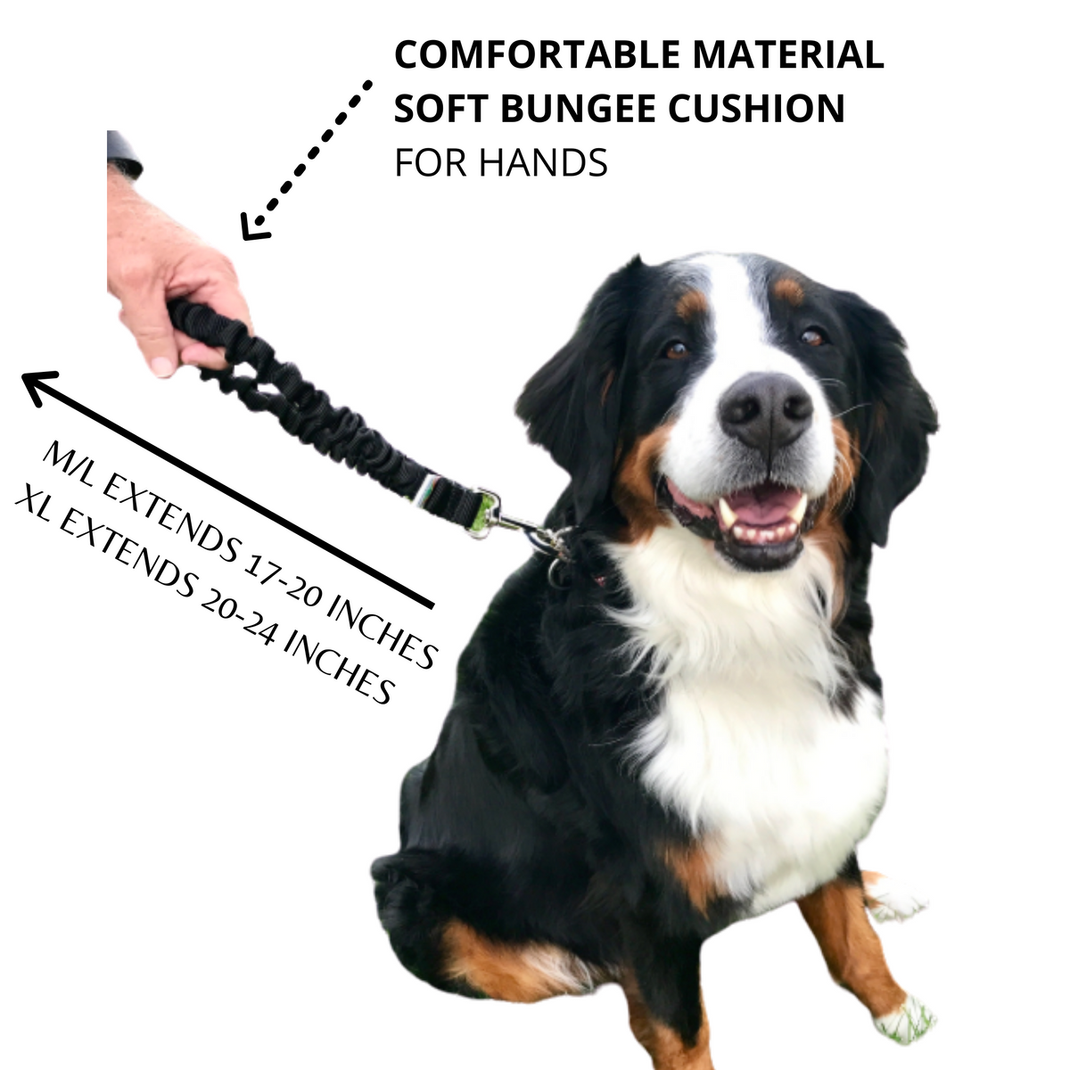 Best leash for sales bernese mountain dog