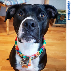 black and white pit bull dog,  rainbow only leash, rainbow tie dye only leash, Short bungee leash, agility leash, bungee training leash, short training leash, short leash for dog training, dog leash with loop, traffic leash, bungee loop, loop leash , leas