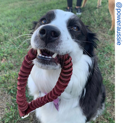 Aussie dog, maroon only leash, Short bungee leash, agility leash, bungee training leash, short training leash, short leash for dog training, dog leash with loop, traffic leash, bungee loop, loop leash , leash handle, tab dog leash, short leash handle, sho